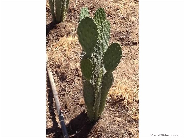 Xoconostle cactus
