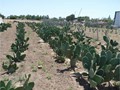 Adult cactus