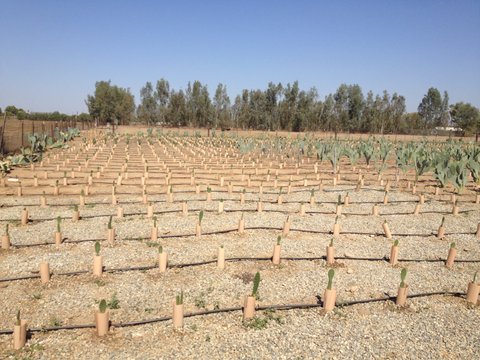 Cactus Pear Field