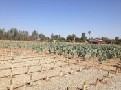 Cactus Pear Field